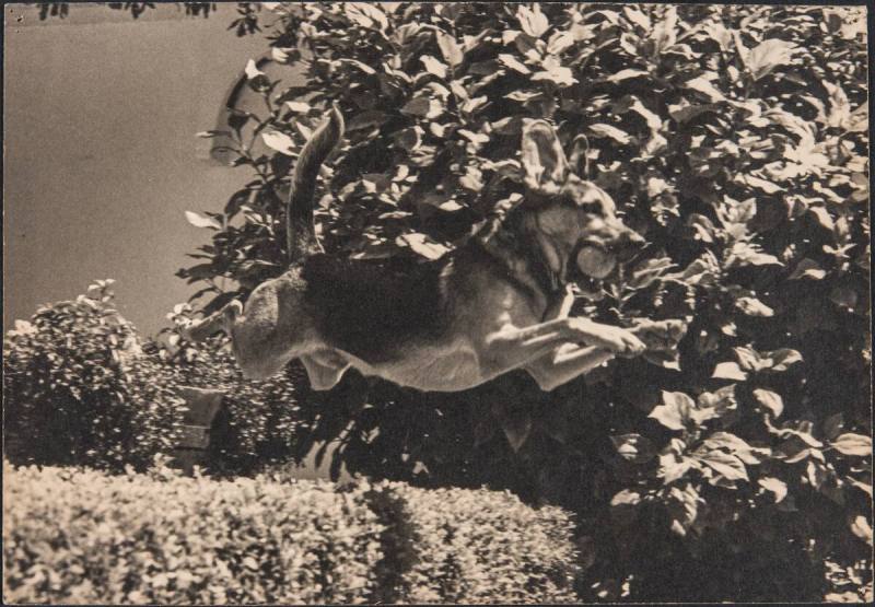 Diebenkorn Dog Photographs